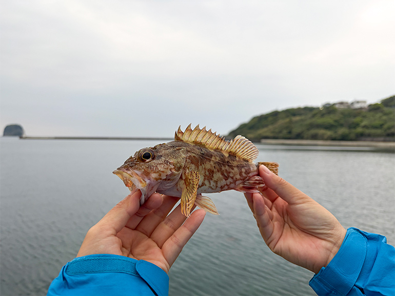 呼子台場みなとプラザの目の前にある漁港で釣った魚