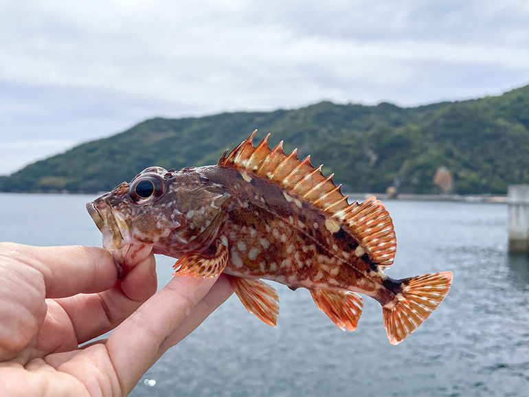 倉橋島で釣った魚