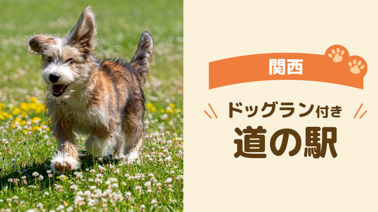 ドッグランのある道の駅7選