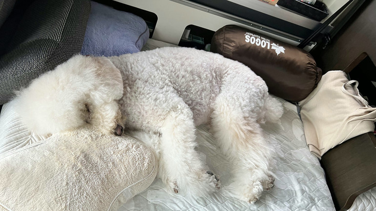 大型犬連れ夫婦が利用して分かったこと