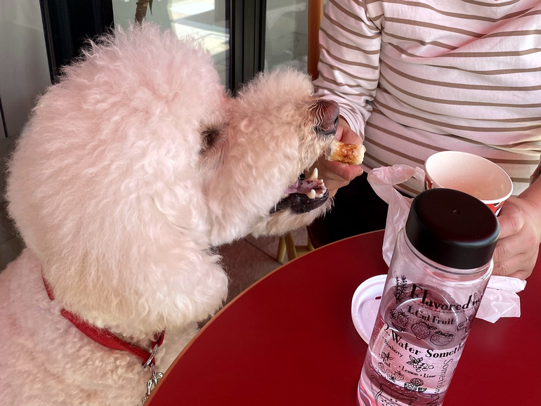 カフェテラスで食事