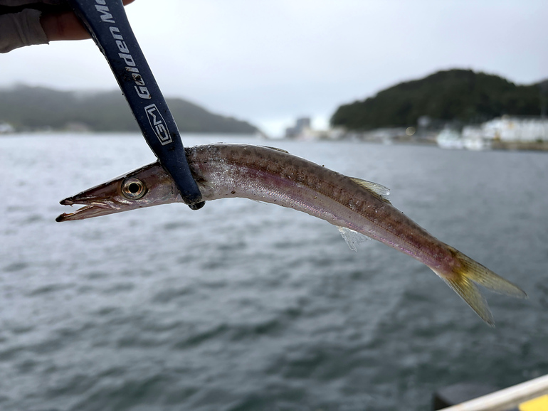 カマス