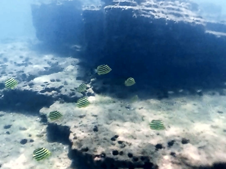 江津良海水浴場の魚