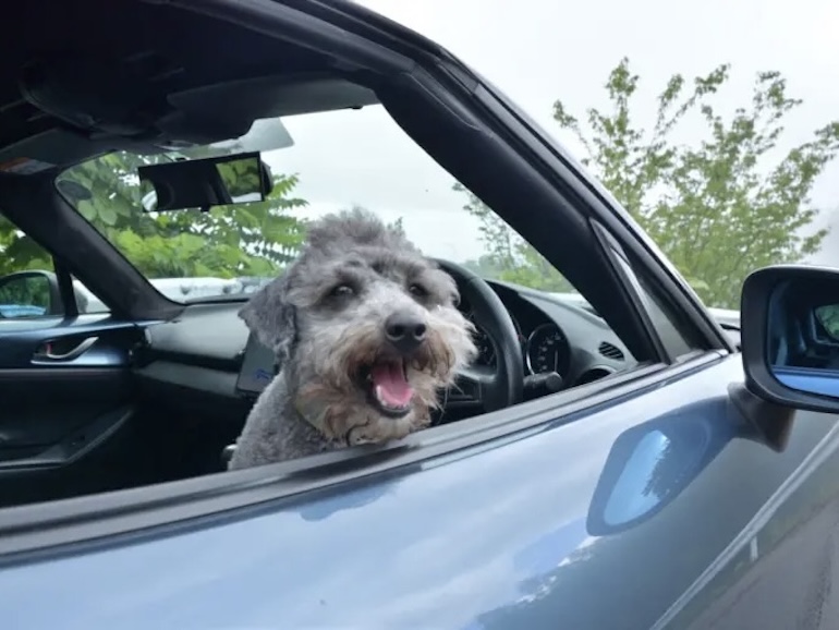 車内にいる犬