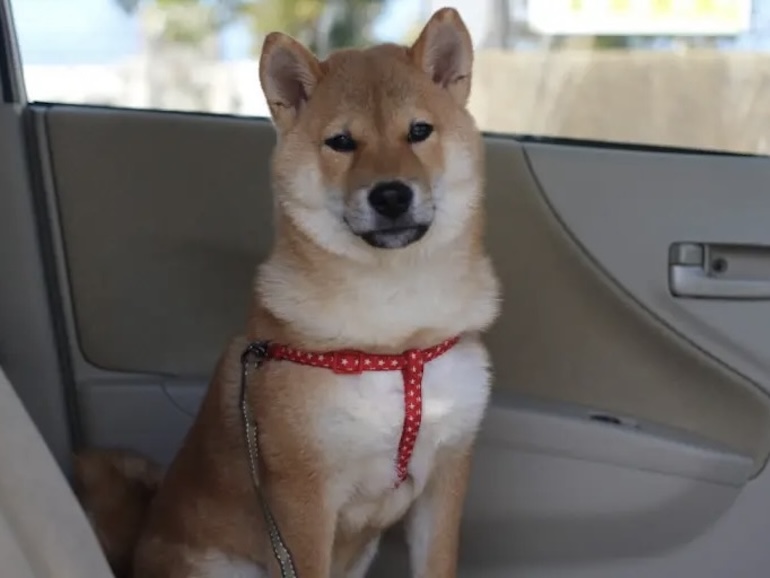 車内にいる犬
