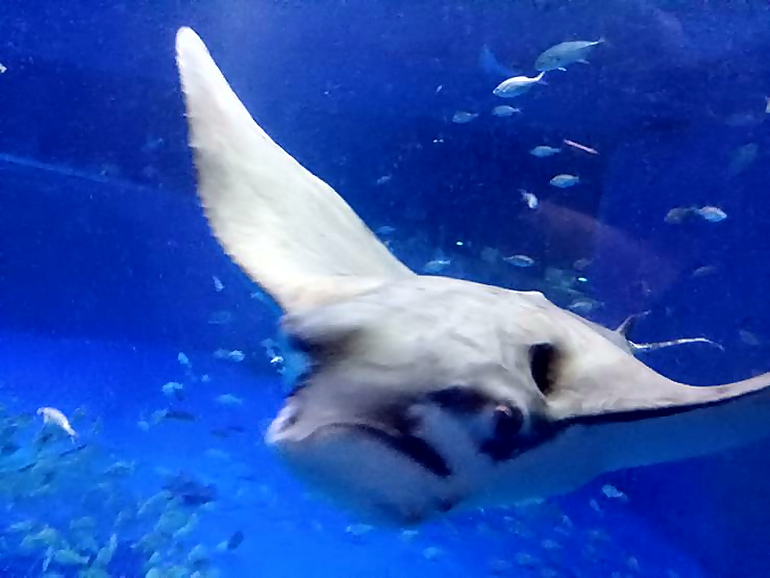 のとじま水族館内