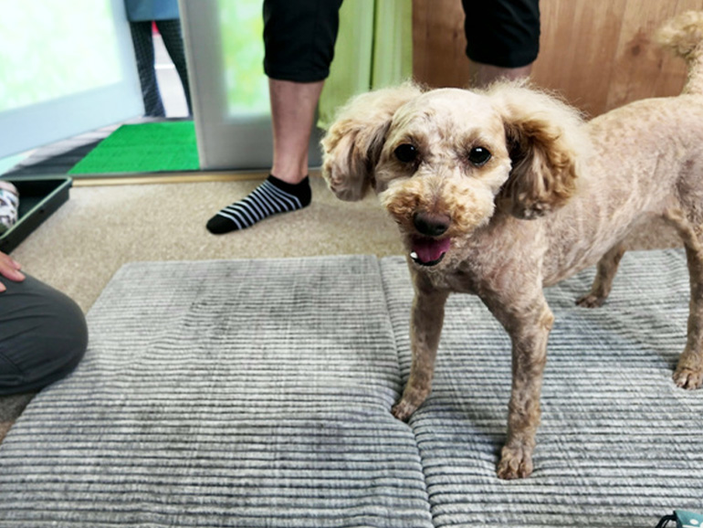 Guest House モモの看板犬